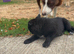 Adorable German Shepherd X Border Collie