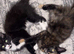 cats and kittens for sale