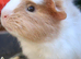2 bonded female guinea pigs