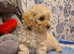 Adorable Poochons