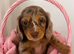 Beautiful long hair dachshunds
