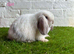 Stunning litter of Mini Lops