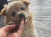 MALTAPOO