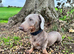 Grey Dachshund Male