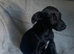 Sad sale of holly our beautiful patterdale cross Jackrussell