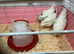Beautiful jumbo white quail