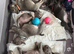 Beautiful kc registered French bulldog puppies