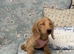 Miniature dachshund puppy