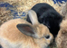 Two Gorgeous Mini Lop Babies