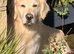 Exceptional Golden Retriever puppies