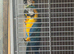Pair of Macau for sale