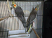 Lovely & Tame Proven Pair of Grey Cockatiels (Closed Ringed 2024)