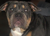 Old English bulldog rehome