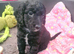 Cockerpoo puppies