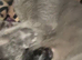 British shorthair x ragdolls 2 boys