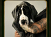 great dane puppies