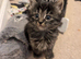 3 kittens ready to go