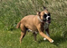 Boxer female