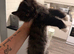 Kitten