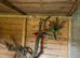 Breeding pair of rosella
