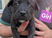 Stunning westiejack west Highland terrier x jack russell puppies