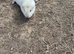 All cream guinea pig