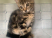 Female kitten
