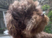 Stunning Toy Poodle stud