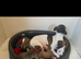 Stunning whippet pupies