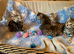 BSH Silver Tabby and Spotted X bundles of love