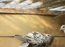 High flyer tippler pigeon