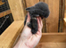 1 x Mini lop, blue buck left