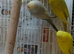Baby budgies for sale