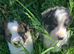 4 gorgeous puppies Border Collie