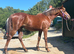 Appaloosa x yearling filly.