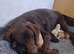 labrador puppies