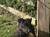 18 month old Patterdale Terrier
