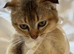 Scottish fold, golden shaded (ny11)