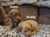 Gorgeous show toy cockapoo puppy