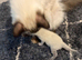 Ragdoll kittens
