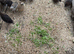 Cortunix Quail hatching eggs
