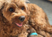 F2B home reared Cavapoo puppies