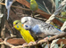 Breeding Pair of budgies