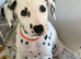 Dalmatian puppys
