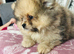 Tiny Pomeranians Puppies