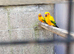 Sun conures