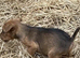 Lakeland / Patterdale Terrier Puppies
