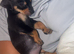 9 week old puppy