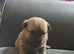 Cute baby girl for sale