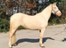 Cremello welsh D mare 14.2.